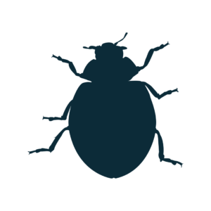 Bug, Insects PNG
