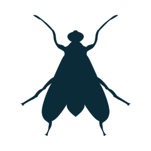 Fly PNG, Insects PNG
