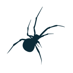 Spider PNG, Insects PNG